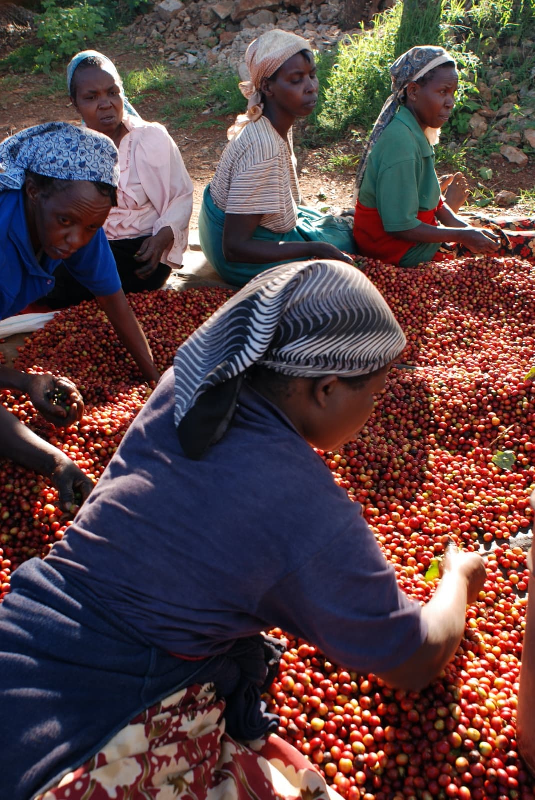 Kenyan farmers hand-sorting ripe coffee cherries after picking