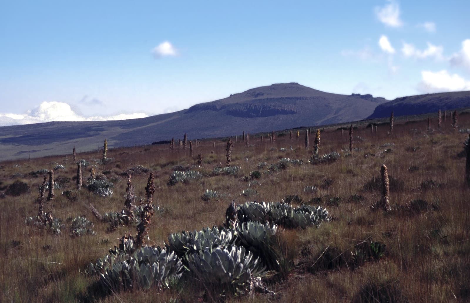The Mount Kenya massif. Nyeri and Kirinyaga sit on its southern slopes at 1,650–1,900 m: cold nights slow cherry maturation for months, and that slowness is where the blackcurrant acidity Kenya is bought for comes from.