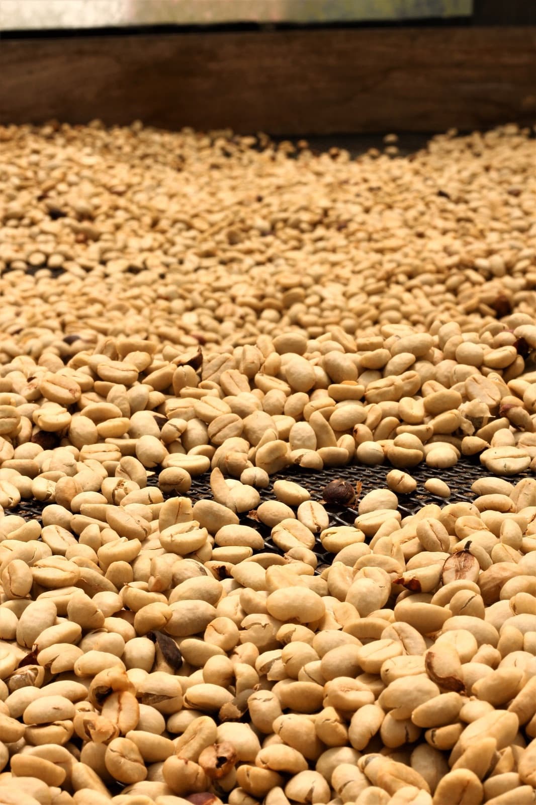 Dry parchment in the mill's conditioning store after a 36-hour ferment and a clean-water wash. Lots rest in parchment and are only hulled to green shortly before shipment, so the coffee ages as little as possible before it reaches your roastery.